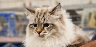 Gonzaga, in Millenaria torna “Millenium Cat” con oltre 300 esemplari