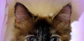 Aviaria, muore gatto in Oregon: ritirato cibo crudo congelato