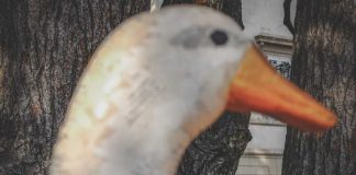 Ad Asola e Castelnuovo le Letture Piccine e “I racconti di mamma Oca”