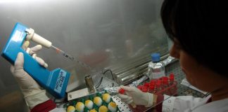 Aviaria fatale in gravidanza, mortalità 90%: allarme scienziati
