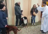 Festa di Sant’Antonio Abate: benedizione degli animali e tanti eventi in provincia