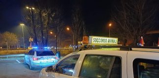 Reggiolo, impresa da manuale per salvare un gatto incastrato nel motore di un’auto