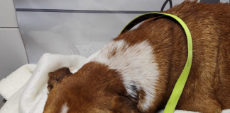 Caltanissetta, cane aggredito lotta tra la vita e la morte