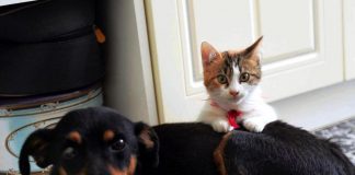 Gatti e cani a rischio aviaria? Le raccomandazioni dell’Iss: “No a carne cruda nella pappa”