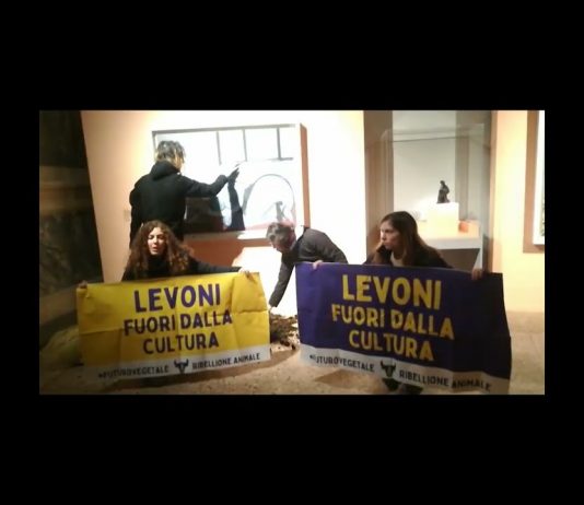 Animalisti imbrattano con letame teca con Picasso a Palazzo Te. Denunciati. Palazzi chiede per loro Daspo urbano