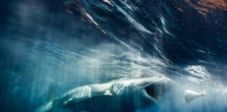 Australia, surfista scompare dopo attacco di squalo: nessuna traccia del corpo