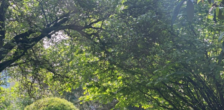 Festa di Primavera a Palazzo d’Arco tra profumi e colori