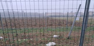 Distrutto il primo vigneto sperimentale TEA in Valpolicella. Cortesi: “Atto oscurantista, la scienza non si fermerà”