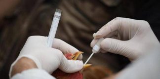 Aviaria, -94% carica infettiva virus H5N1 con onde elettromagnetiche, lo studio