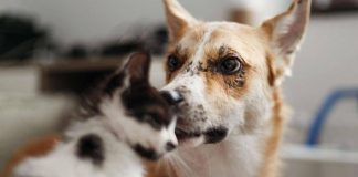 Bonus animali domestici: chi ne ha diritto e come richiederlo