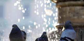 Napoli, decapita 4 piccioni e li getta nel parco: denunciato 43enne
