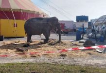 Maltrattamenti all’elefante, prosegue il processo. Ma nel frattempo Bambi è morta