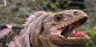 Ricerca, studio genomico ricostruisce l’evoluzione delle iguane delle Galápagos