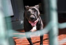 “Lager dei pitbull” di Castiglione, processo al via: animalisti chiedono di costituirsi parte civile