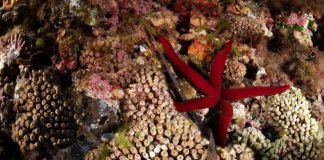 Marevivo lancia “MedCoral Guardians” per la tutela dei coralli