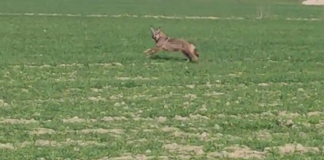 Un lupo solitario corre nelle campagne di Bondeno di Gonzaga – VIDEO