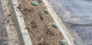 Moglia, furto di piante in centro. L’amministrazione: “Atto vergognoso”