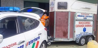 Ambulanze Veterinarie Azzurre amplia i servizi: ora si occuperà anche dei grandi animali