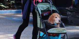 Cani nuovi bambini? Ricerca svela cosa lega il boom dei pet alle culle vuote