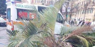 Genova, donna morta schiacciata da palma: Procura indaga su segnalazioni albero pericolante