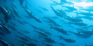 Sostenibilità, Findus: il 100% dei prodotti ittici certificato Msc e Asc