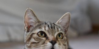 Aviaria, gatti positivi a New York: “Ma rischio per cittadini resta basso”