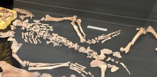 Tosina e Castellaro Lagusello: inaugurata l’esposizione sui siti preistorici di Monzambano