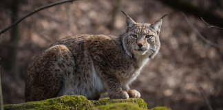 Segni, ancora aperto il concorso per creare la Lince e diventare artista testimonial 2025