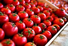 Offerte al ribasso, costi in rialzo. Pomodoro da industria, accordo lontano sul prezzo