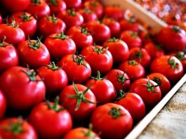 Offerte al ribasso, costi in rialzo. Pomodoro da industria, accordo lontano sul prezzo
