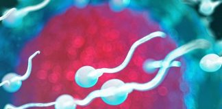 Sperma di qualità migliore, uomini più longevi: la scoperta nello studio danese