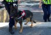 Mantova, in arrivo i cani antidroga per la Polizia Locale: “Strumento importante contro lo spaccio”