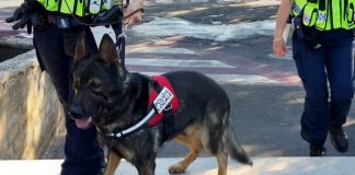 Mantova, in arrivo i cani antidroga per la Polizia Locale: “Strumento importante contro lo spaccio”