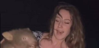 Australia, rapisce cucciolo di vombato: bufera per video di influencer