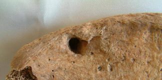 Il gladiatore di York e il leone, nello scheletro la prova delle lotte uomo-animali