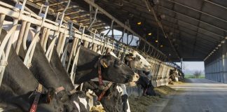 Dermatite nodulare bovina: estinto il focolaio a Mantova