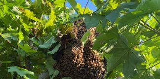 Bardelle, maxi alveare in giardino: apicoltore, libera la pianta e salva le api