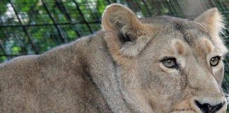 Kenya, 14enne uccisa dall’attacco di una leonessa