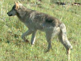 Presenza del lupo e regole in caso di incontri: incontro informativo al Parco