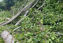 Borgo Mantovano, dopo il maltempo dal Comune 20mila euro per potatura straordinaria degli alberi
