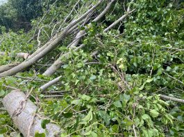 Borgo Mantovano, dopo il maltempo dal Comune 20mila euro per potatura straordinaria degli alberi