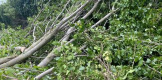 Borgo Mantovano, dopo il maltempo dal Comune 20mila euro per potatura straordinaria degli alberi