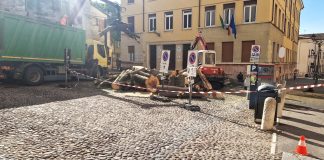 Abbattuta la pianta malata di piazza Seminario. Sarà sostituita con una sana