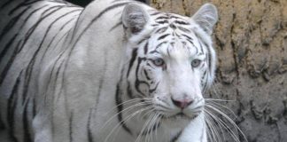 Tragedia allo zoo in Ucraina, tigre bianca sbrana e uccide un uomo