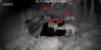 WADAS, l’AI protegge la fauna selvatica: il progetto sperimentale nel Parco Nazionale d’Abruzzo