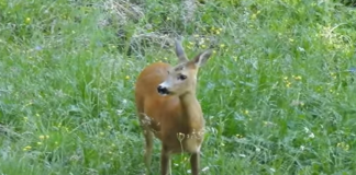 Riva di Suzzara, capriolo salvo grazie all’intervento dei vigili del fuoco