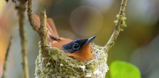 San Benedetto Po, Giornata del Verde Pulito tra conferenze e mostra fotografica
