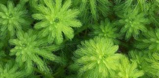 Parcobaleno, interventi per contenere una specie aliena vegetale