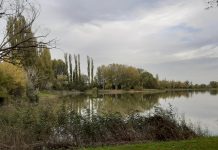 Pegognaga, patrimonio arboreo e Parco San Lorenzo: è scontro in Consiglio