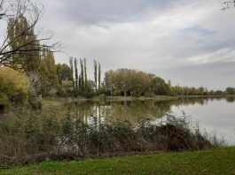 Pegognaga, patrimonio arboreo e Parco San Lorenzo: è scontro in Consiglio